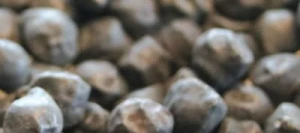 Pois chiche SOMBRERO non traité