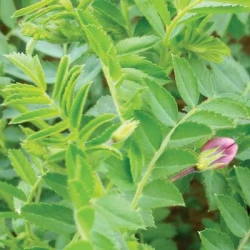 Pois chiche SOMBRERO non traité