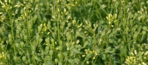 Cameline LENKA non traité