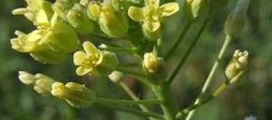 Cameline SO-120 non traité