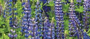 Lupin PROBOR bleu AB non traité