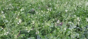 Couverts TERR'ACTIV JET S.A.S FLY AB S.A.S FLY