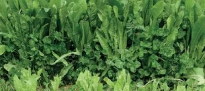 Chicorée COMMANDER non traité