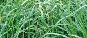 Fétuque élevée FAWN non traité