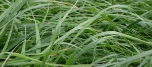 Fétuque des prés VALTTERI non traité