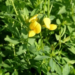 Lotier corniculé FABIO non traité