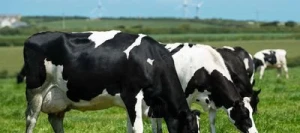 Ray grass Anglais INQUERA non traité