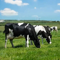 Ray grass Anglais INQUERA non traité