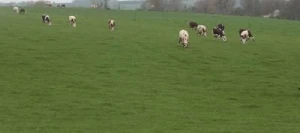 Ray grass Anglais WILAYA non traité