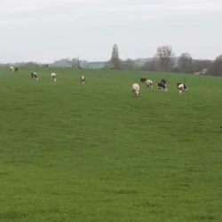 Ray grass Anglais WILAYA non traité