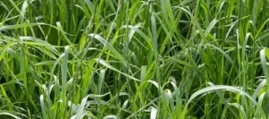 Ray grass hybride IBEX AB non traité