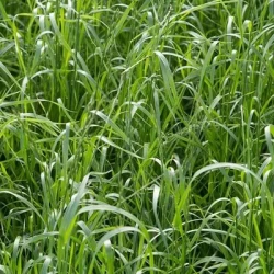 Ray grass hybride IBEX AB non traité