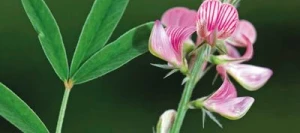 Sainfoin simple ALBION en cosse non traité