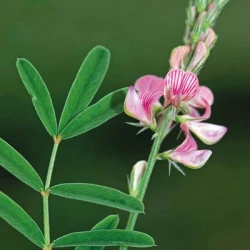 Sainfoin simple ALBION en cosse non traité
