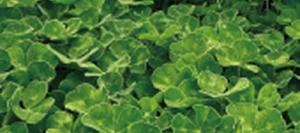 Trèfle souterrain DALKEITH non traité