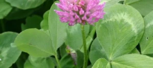 Trèfle violet EMARWAN 2n non traité