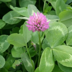 Trèfle violet EMARWAN 2n non traité