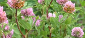 Trèfle violet MAZURKA 4n AB non traité