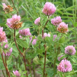 Trèfle violet MAZURKA 4n AB non traité