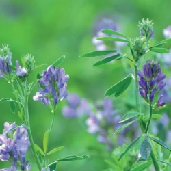 Luzerne CELSIUS AB Pré-inoculé