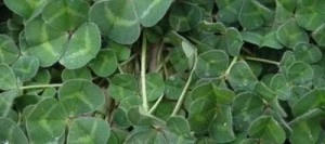 Trèfle souterrain non traité