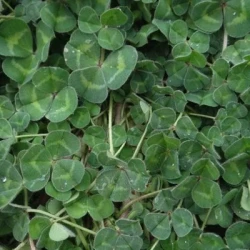 Trèfle souterrain non traité