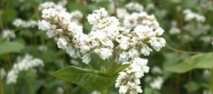 Sarrasin PANDA non traité