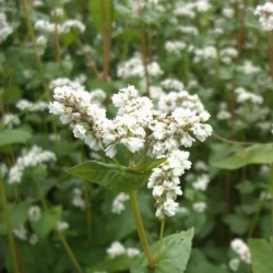 Sarrasin PANDA non traité