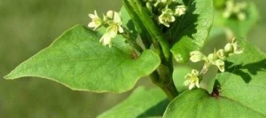 Sarrasin de Tartarie non traité