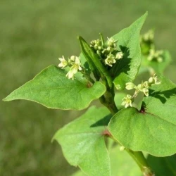 Sarrasin de Tartarie non traité