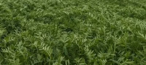 Lentille MARBLE verte non traité