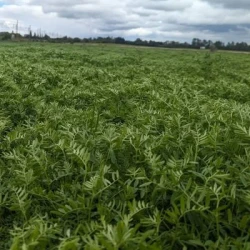 Lentille MARBLE verte non traité