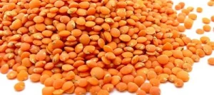 Lentille REDMOON corail non traité