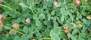 Trèfle fraise non traité