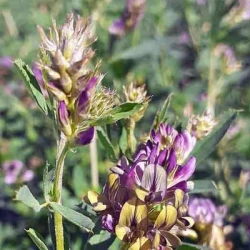 Luzerne LIMORY non traité