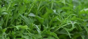 Roquette non traité