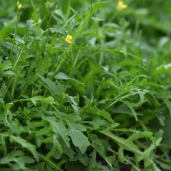 Roquette non traité