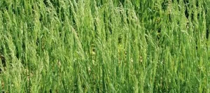 Paturin des prés SELISTA AB non traité