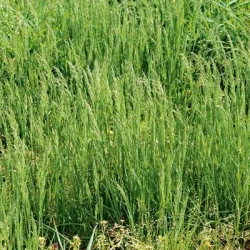 Paturin des prés SELISTA AB non traité