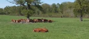 Ray grass hybride LACTICKA non traité