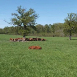 Ray grass hybride LACTICKA non traité