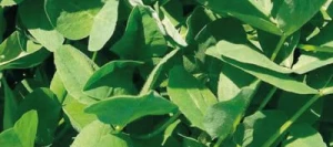 Trèfle violet AVISTO 2n non traité