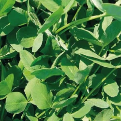 Trèfle violet AVISTO 2n non traité