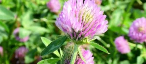 Trèfle violet COLUMBA 2n non traité