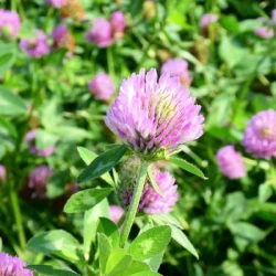 Trèfle violet COLUMBA 2n non traité