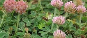 Trèfle fraise PALESTINE non traité