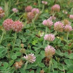 Trèfle fraise PALESTINE non traité