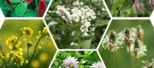 Couverts MELIFLORE SYMBIOZ non traité