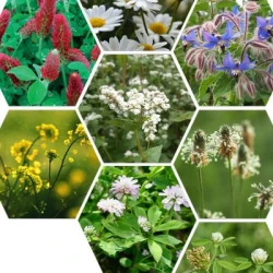 Couverts MELIFLORE SYMBIOZ non traité