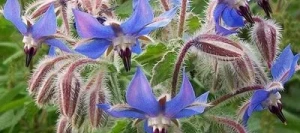 Bourrache non traité